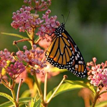 Recap of May 21 presentation, “All About Monarchs”