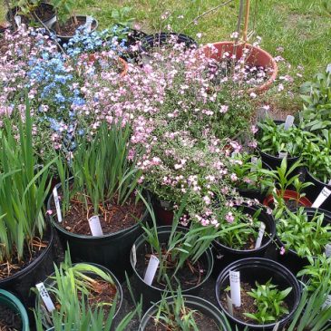 West Side Garden Club Spring Plant Sale – May 12 & 13, 2017