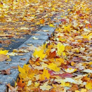 Streets Division Updates, Leaves, Drop off Sites, Parking Restrictions