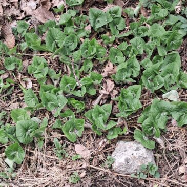 WARWICK WAY GARDENS 2025 SPRING UPDATE